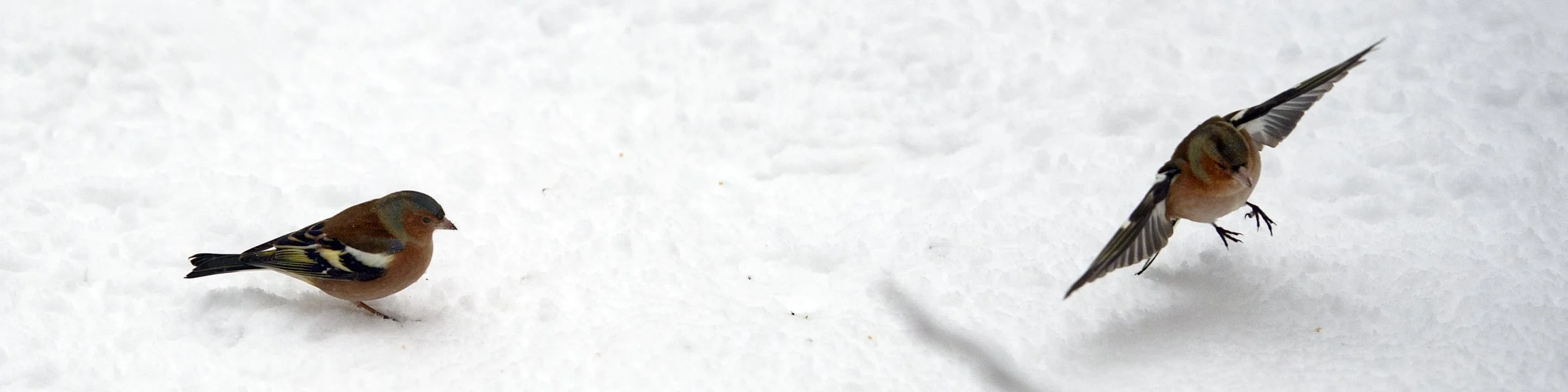 2021_sneeuw_vogels_7feb_9704.jpg