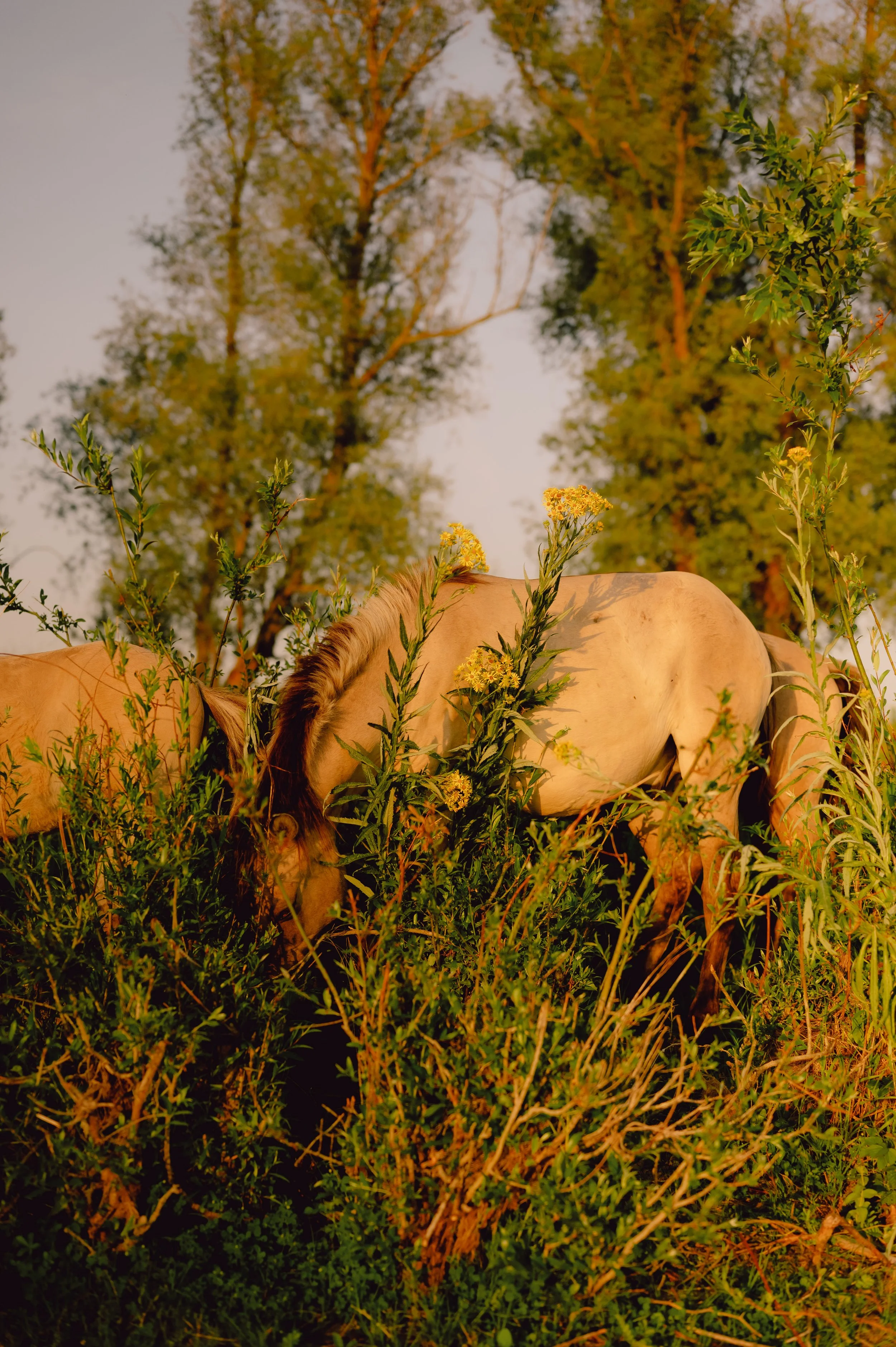 JaredMeijer_AgathePauline (147).jpg