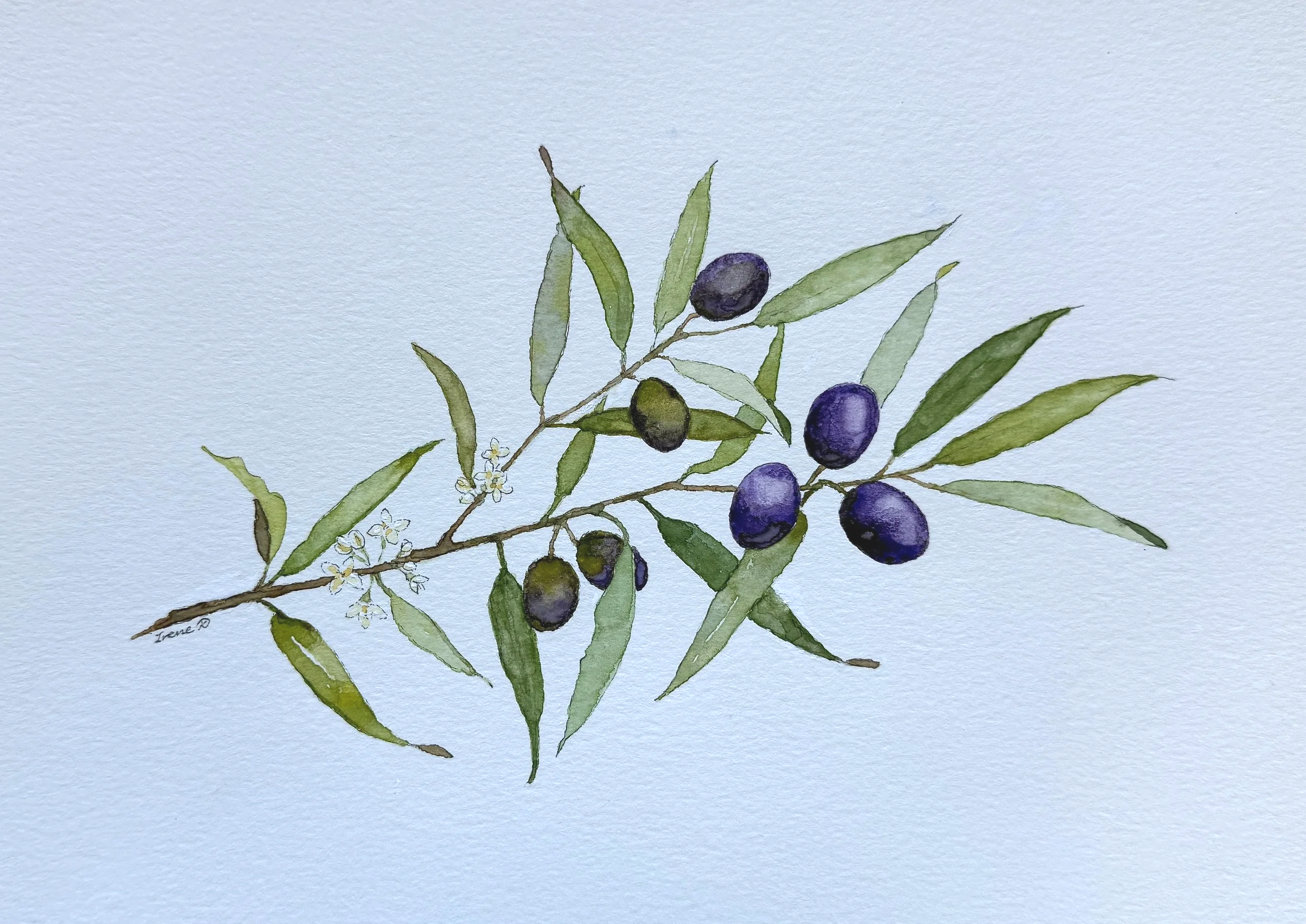 Olive Branch
