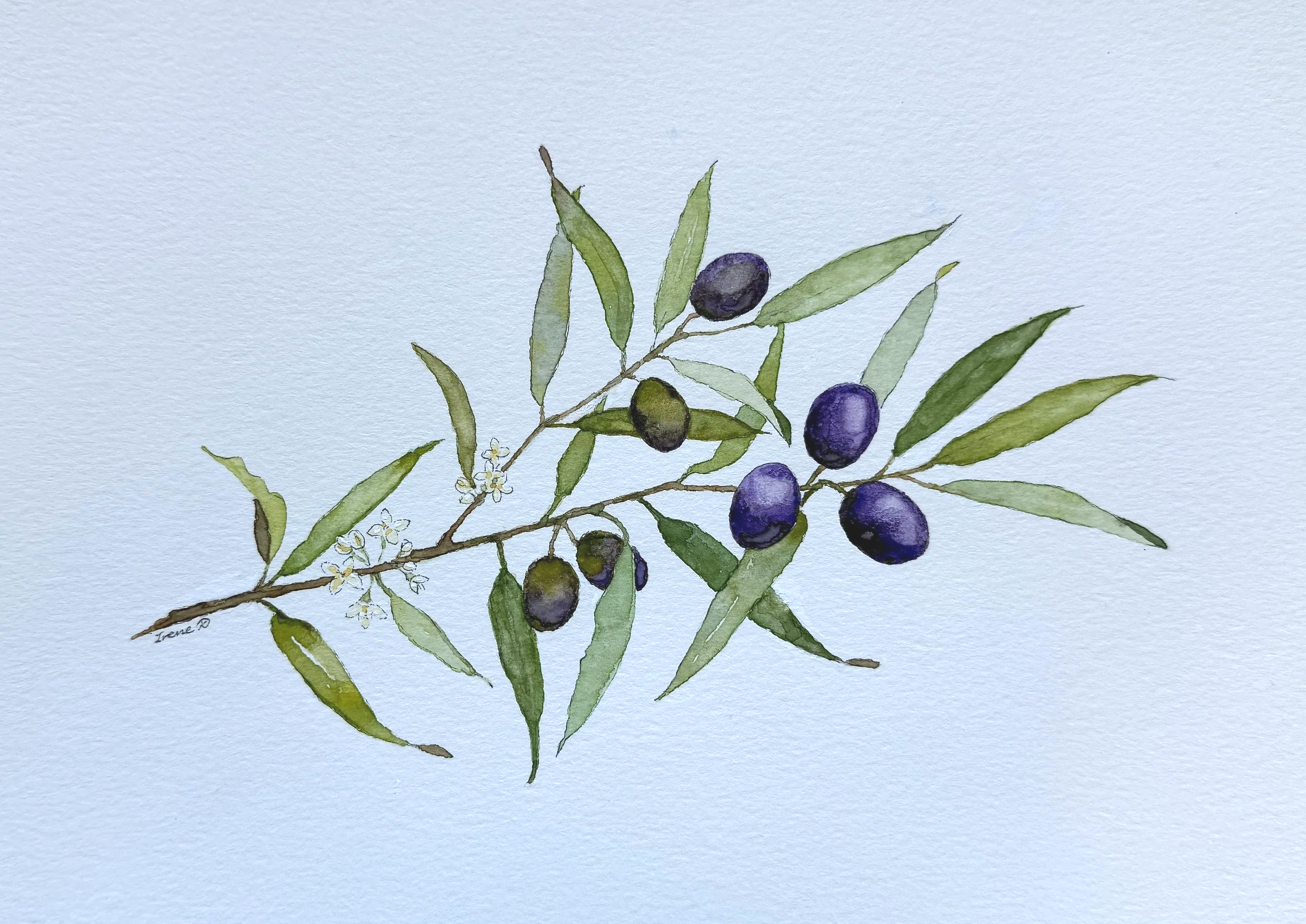 Olive Branch with Flower