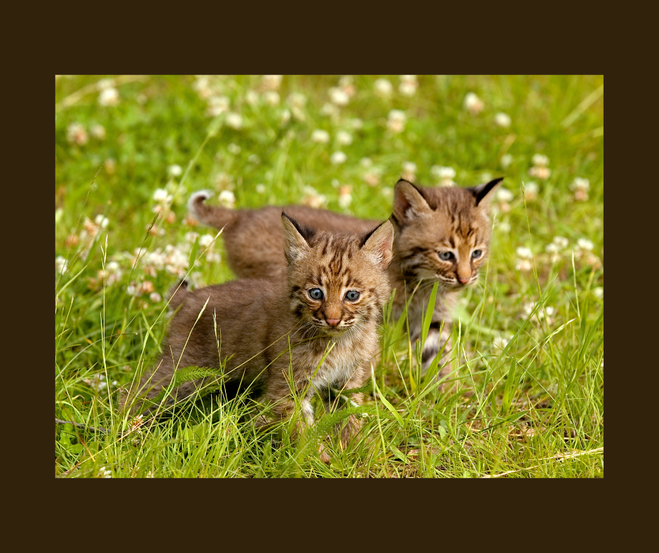 The Bobcat as a Spirit Animal: Wisdom of the Wild Sentry — Celebrate ...