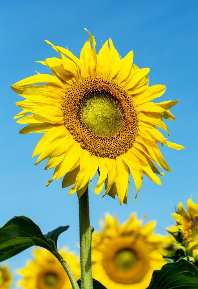 Sunflower. Photo by David Clode