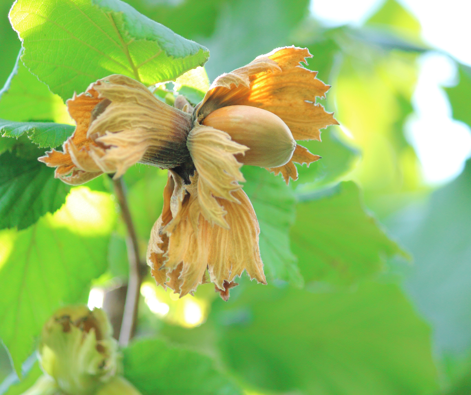 Celtic Tree Month Hazel: August 5 - September 1 — Celebrate Pagan Holidays