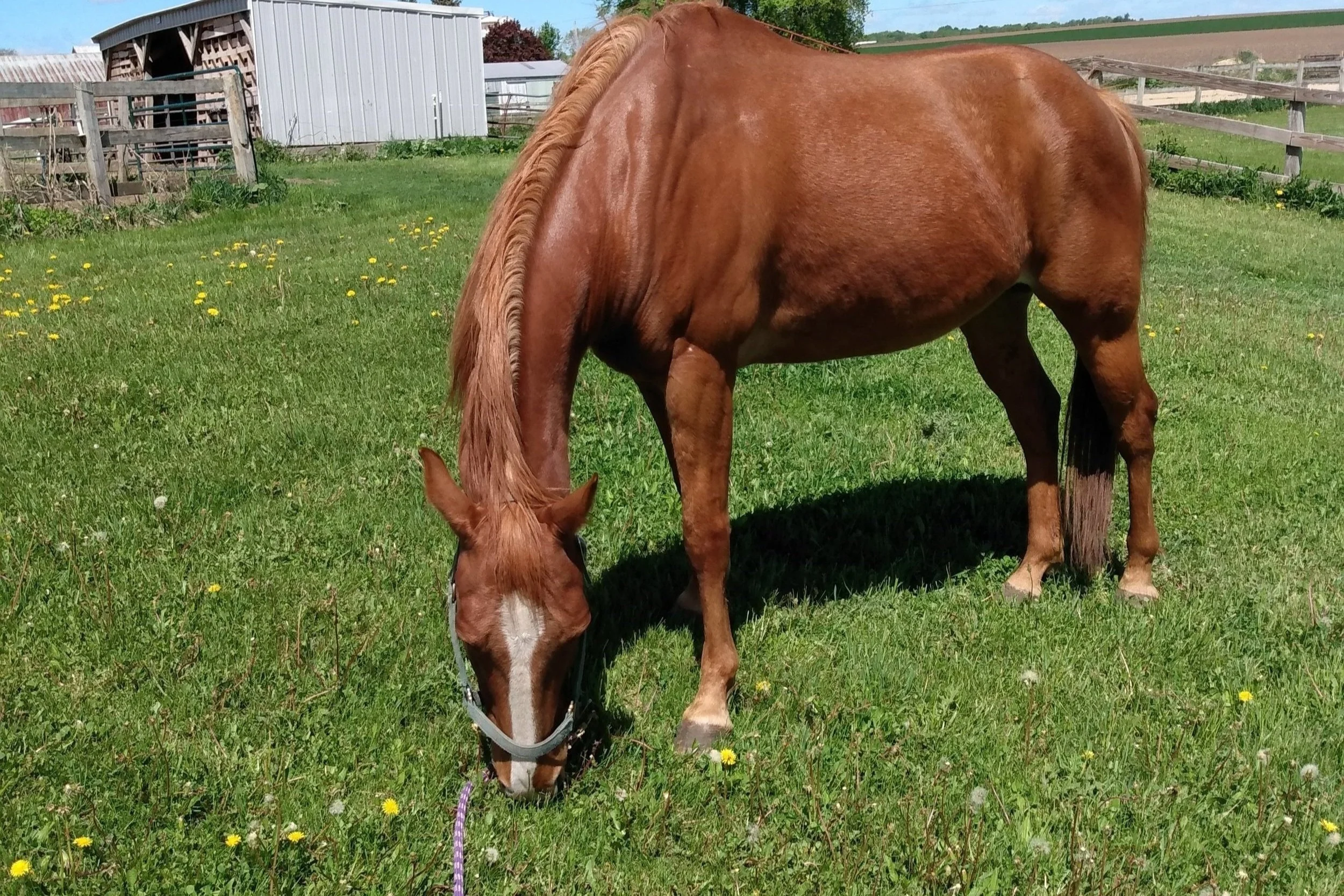 Horse Spirit Animal: A Complete Guide