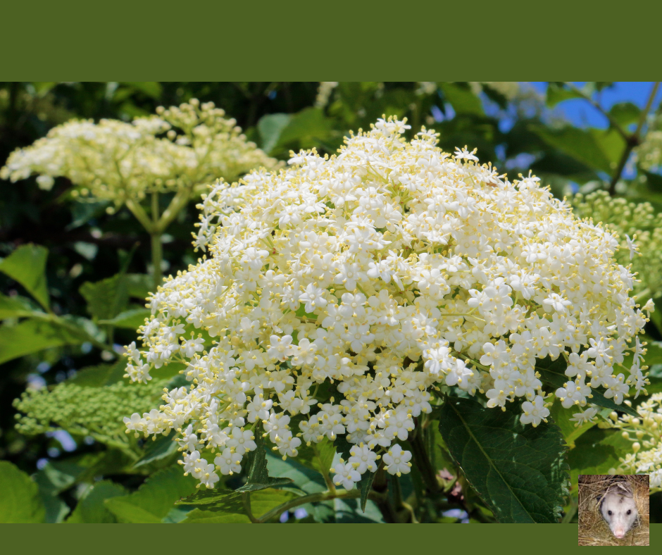 The Celtic Month of Elder (November 24 – December 23)