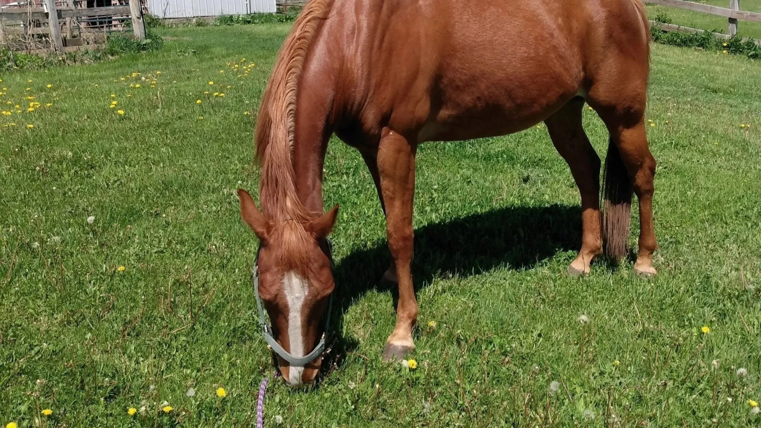 Horse Spirit Animal: A Complete Guide