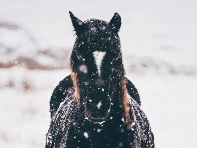Days of Horses: Rodnovery Winter Festival