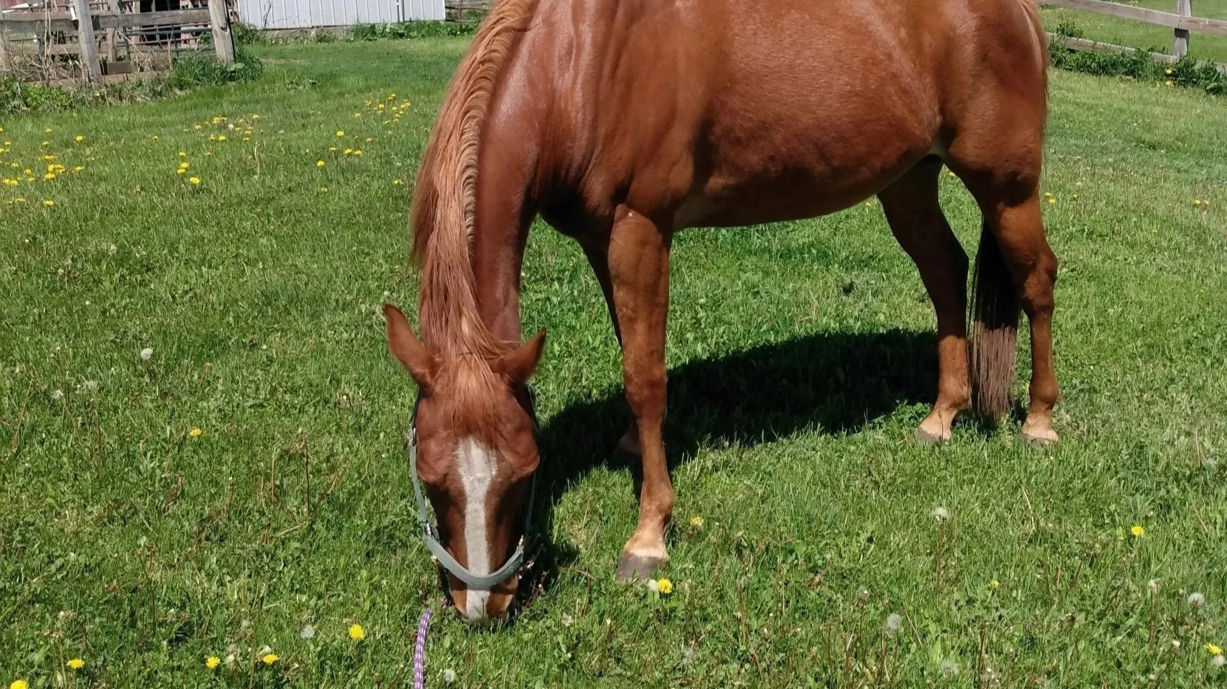 Horse Spirit Animal: A Complete Guide