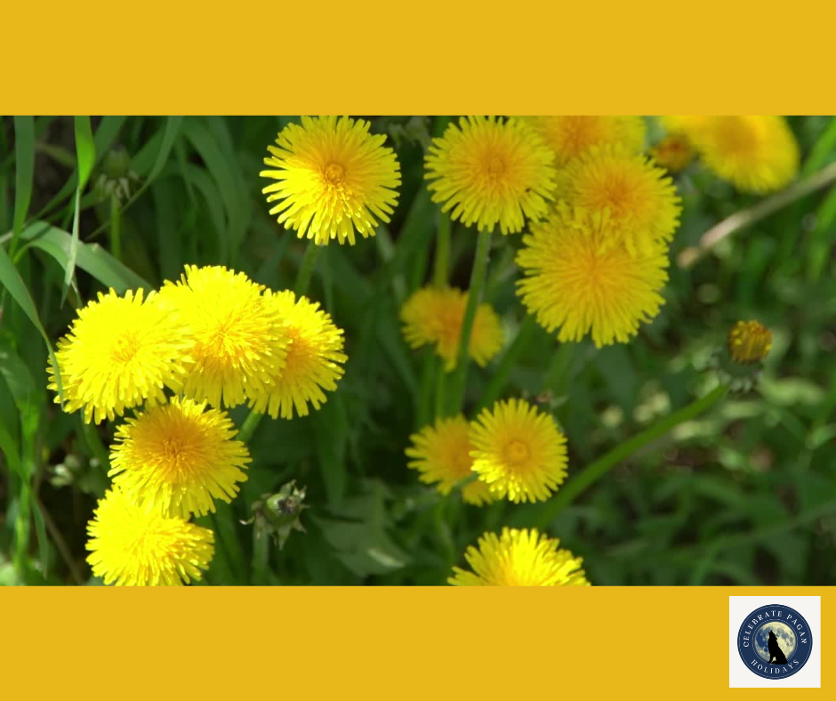Dandelion Magic: Symbolism, Spells, and Deities To Work With