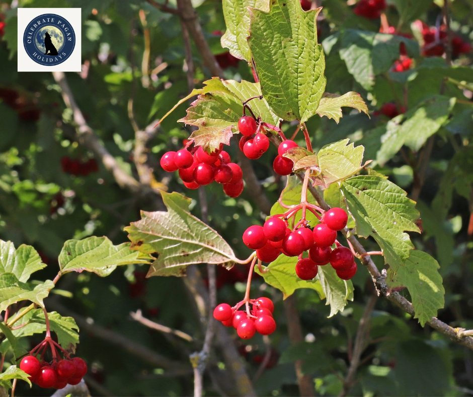 The Magic of Hawthorn: Berries, Flowers, and Bark