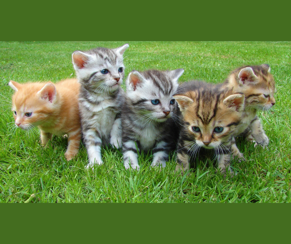 Pagan Cat Deities &amp; Spirits