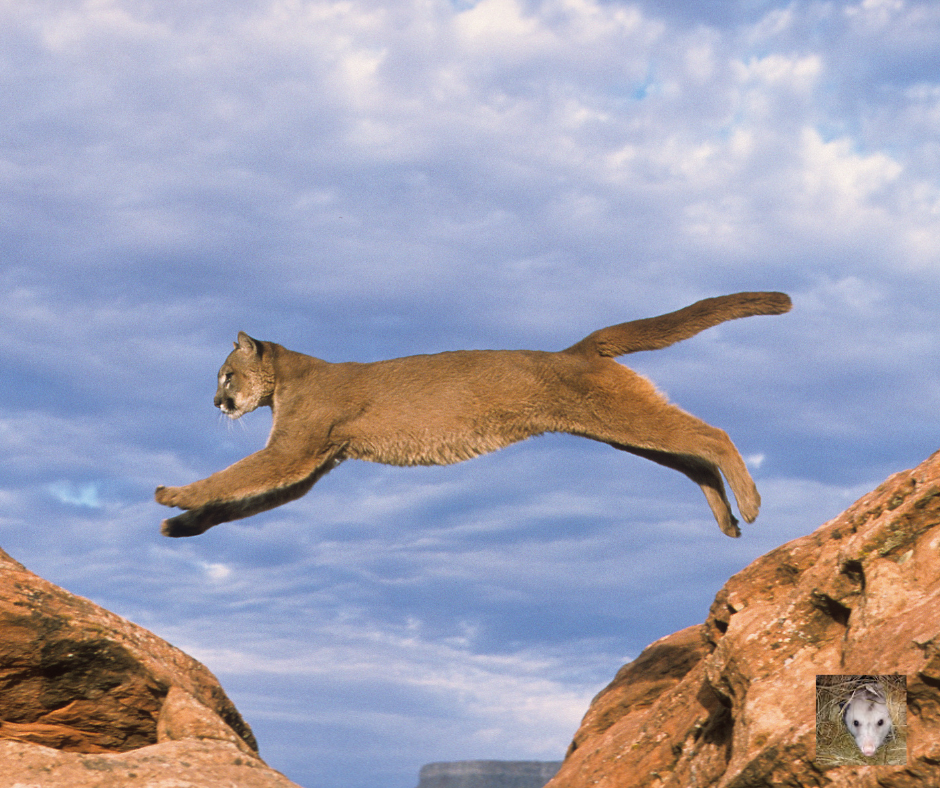 Cougar Spirit Animal: Symbolism, Teachings, and Pagan Connections