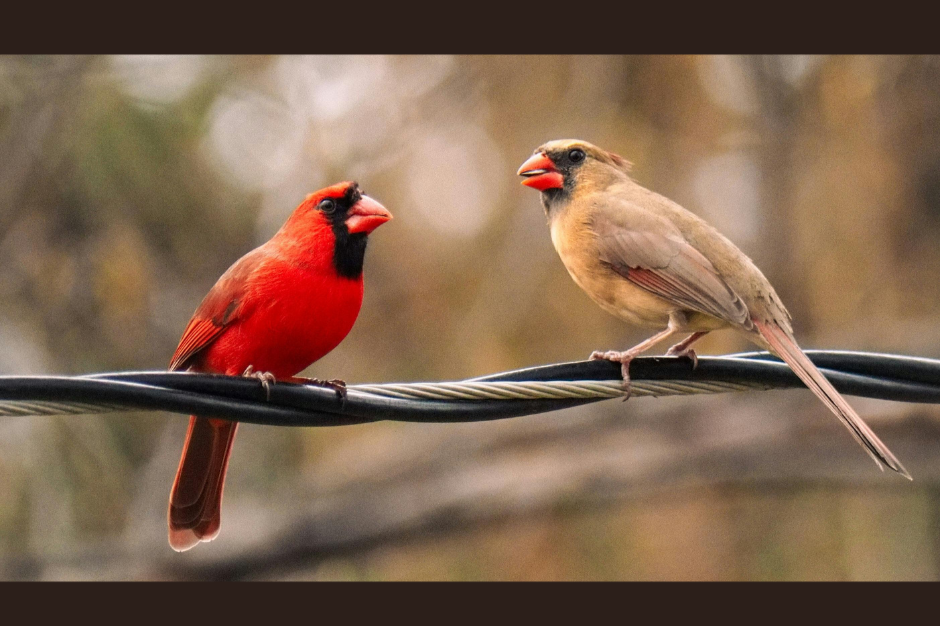 Northern Cardinal Spirit Animal: Meaning, Messages, and Magic