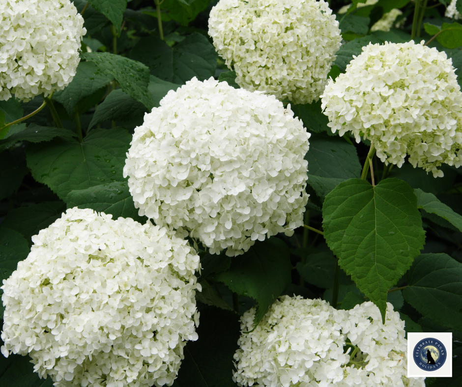 Hydrangea Magic: Break Curses And Ward Off Negative Energy