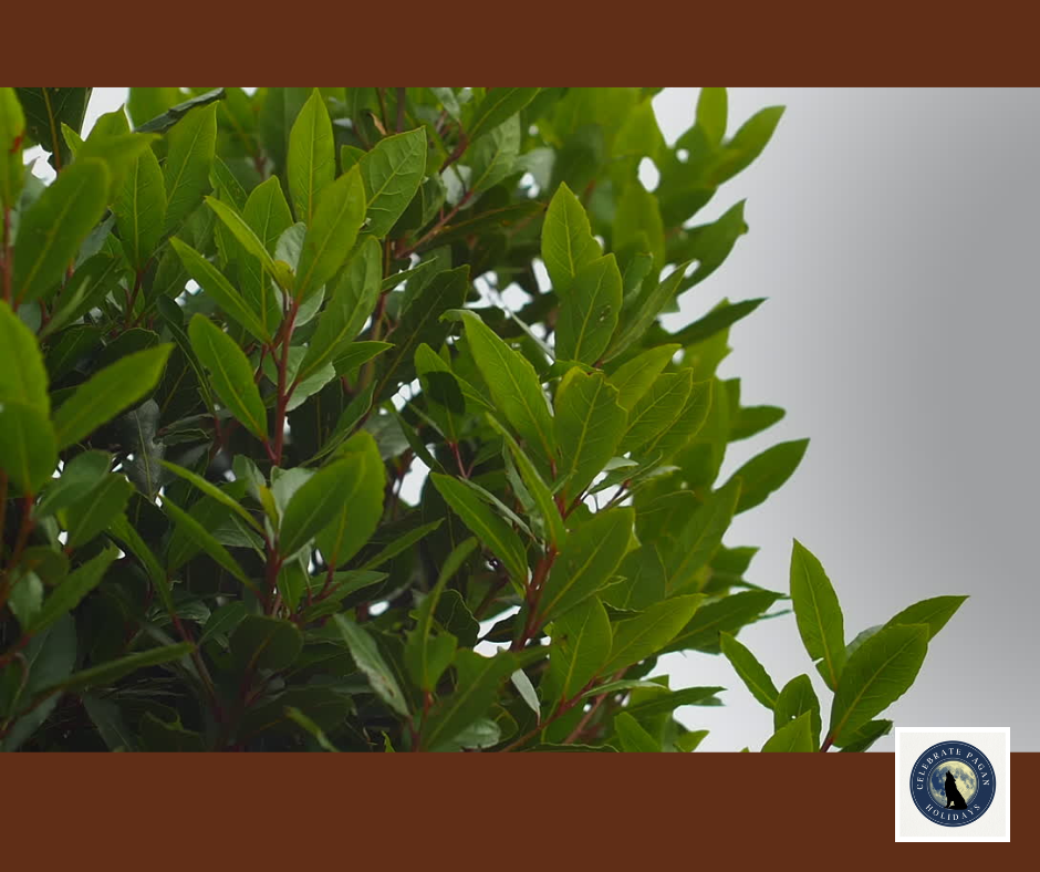 Bay Leaf Magic: Protection, Psychic Clarity, Success 