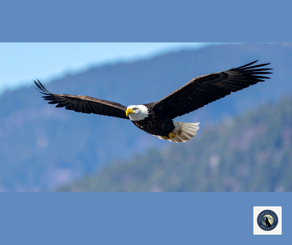 Bald Eagle Spirit Animal: Symbolism, Dreams, and Freedom