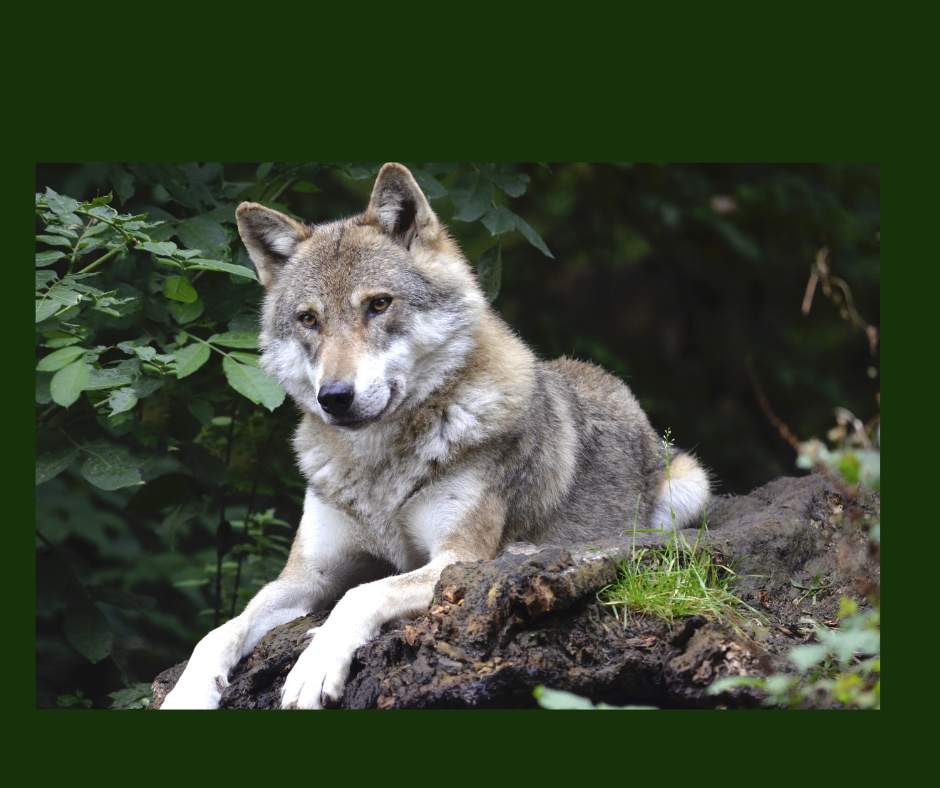 Dog Deities and Spirits