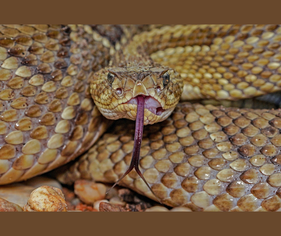 Snake as a Spirit Guide: Shed Old Energy And Transform