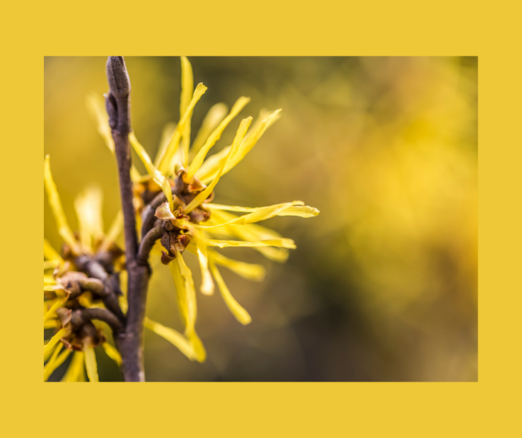 13 Celtic Tree Months — Celebrate Pagan Holidays