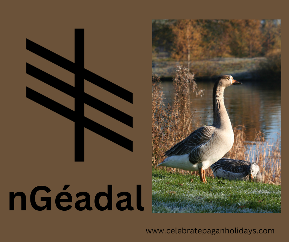 Celtic Month of Reed: October 28 - November 23 — Celebrate Pagan Holidays