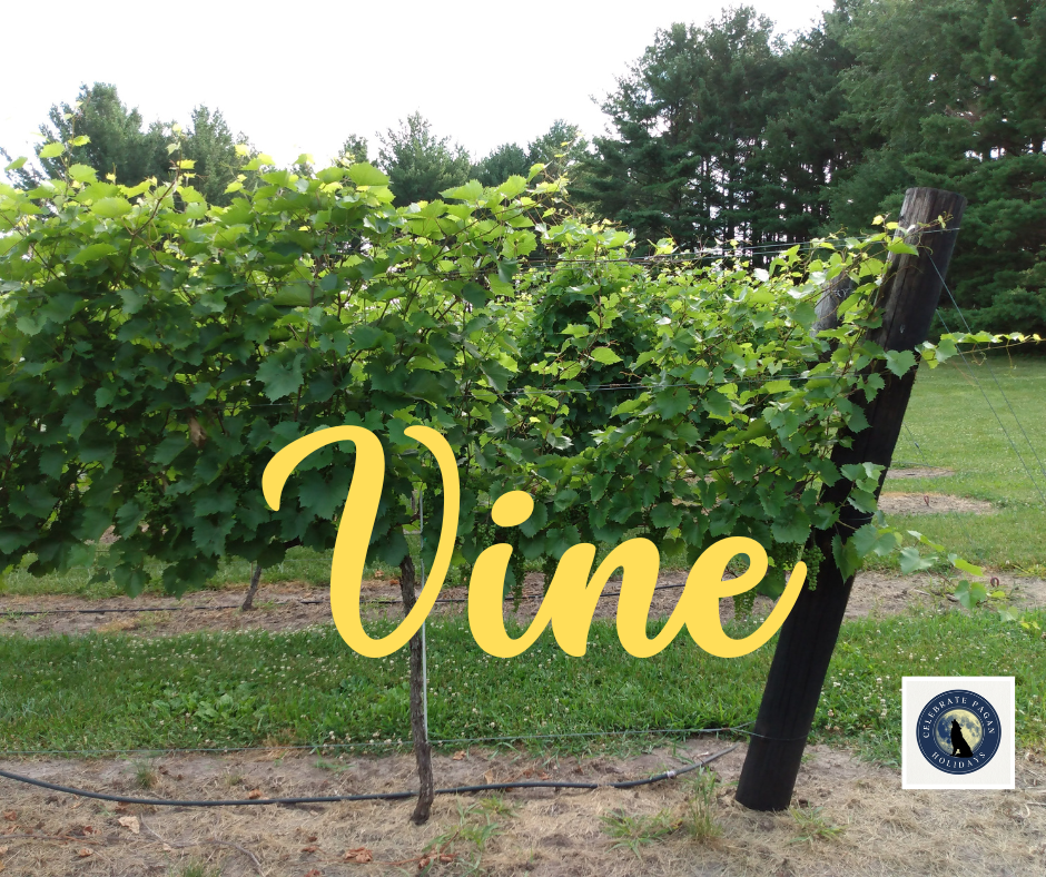 grape vines
