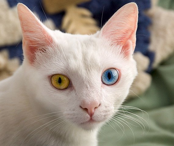 cat with one blue and one yellow eye