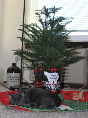 Do Pagans Celebrate Christmas? — Celebrate Pagan Holidays