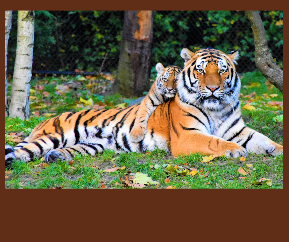 Embracing the Tiger Spirit Animal: Symbolism, Meaning, and Guidance ...
