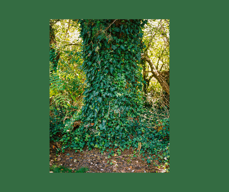 English Ivy climbing up a tree