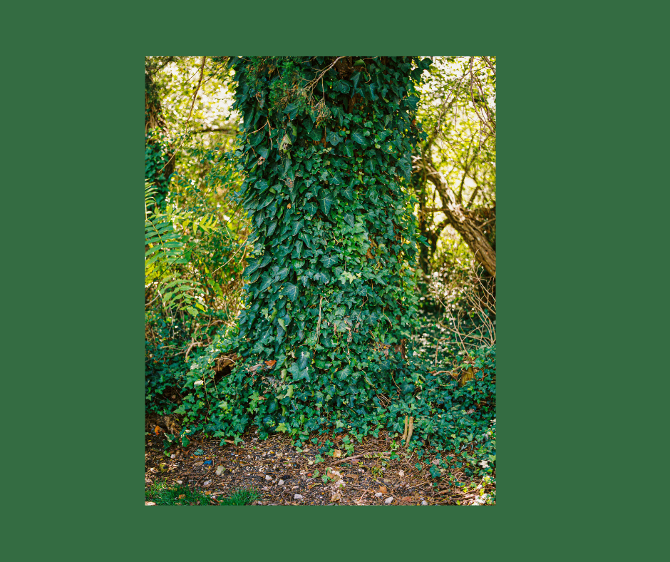 13 Celtic Tree Months — Celebrate Pagan Holidays