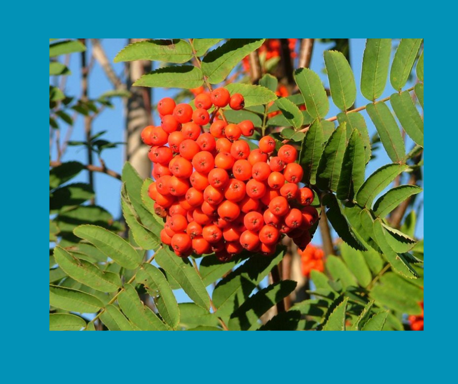 13 Celtic Tree Months — Celebrate Pagan Holidays