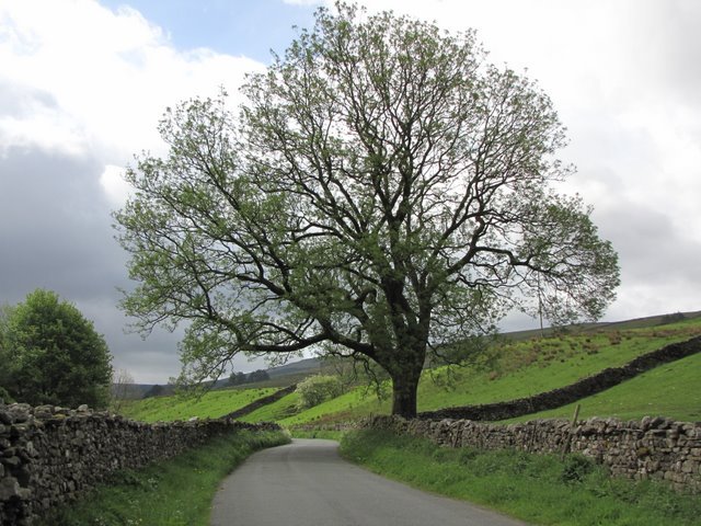 Ash tree representing Yggdrasil