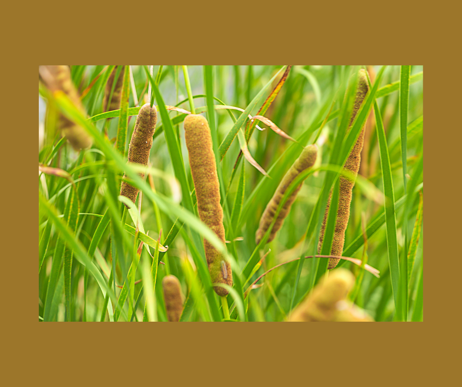 Cattail reed