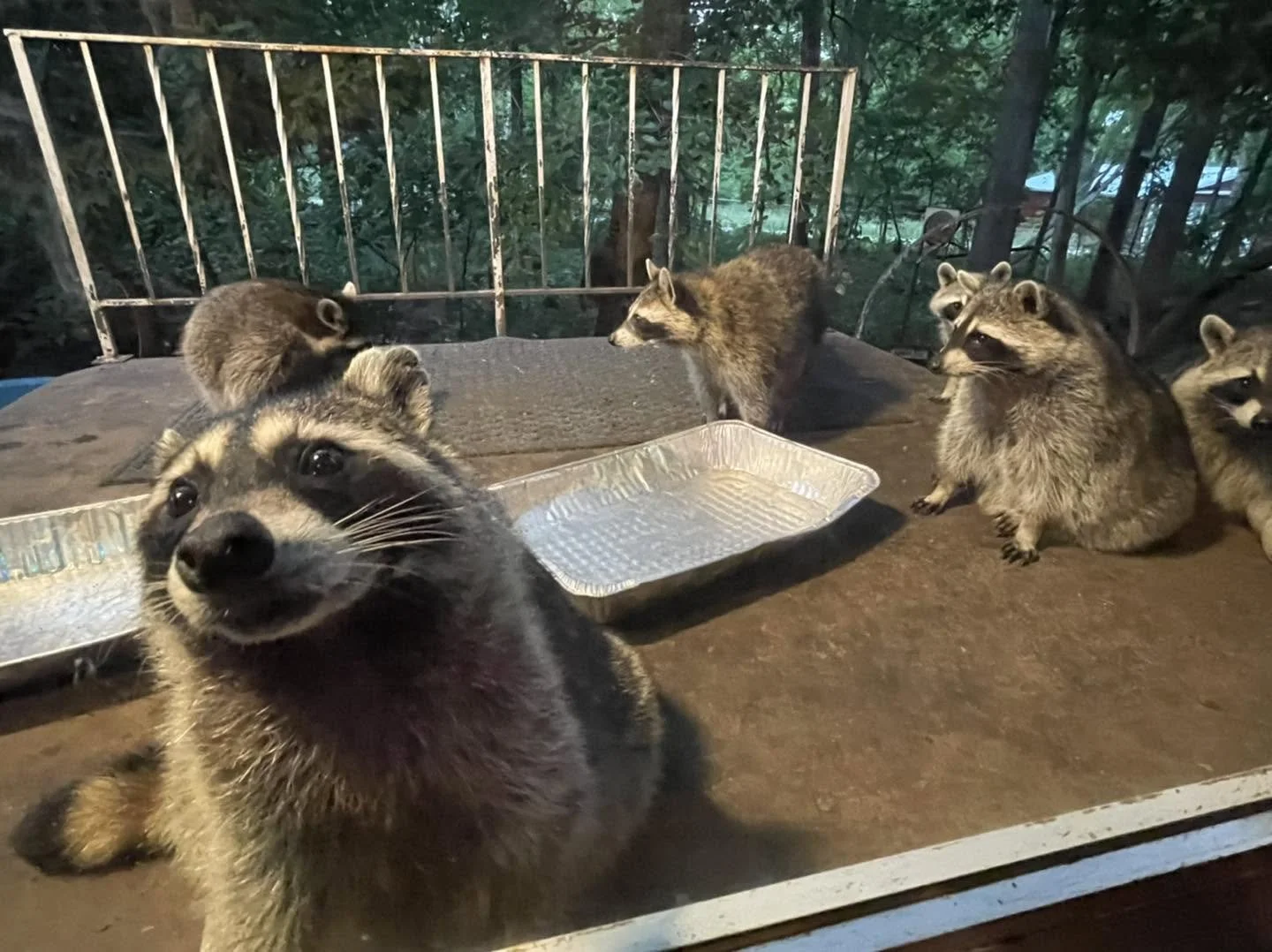 Alpine Inn Omaha: Fried Chicken, Raccoons, and Nebraska's Most Unique Restaurant
