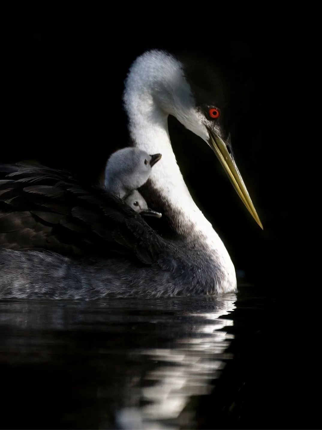 grebes in light.JPG
