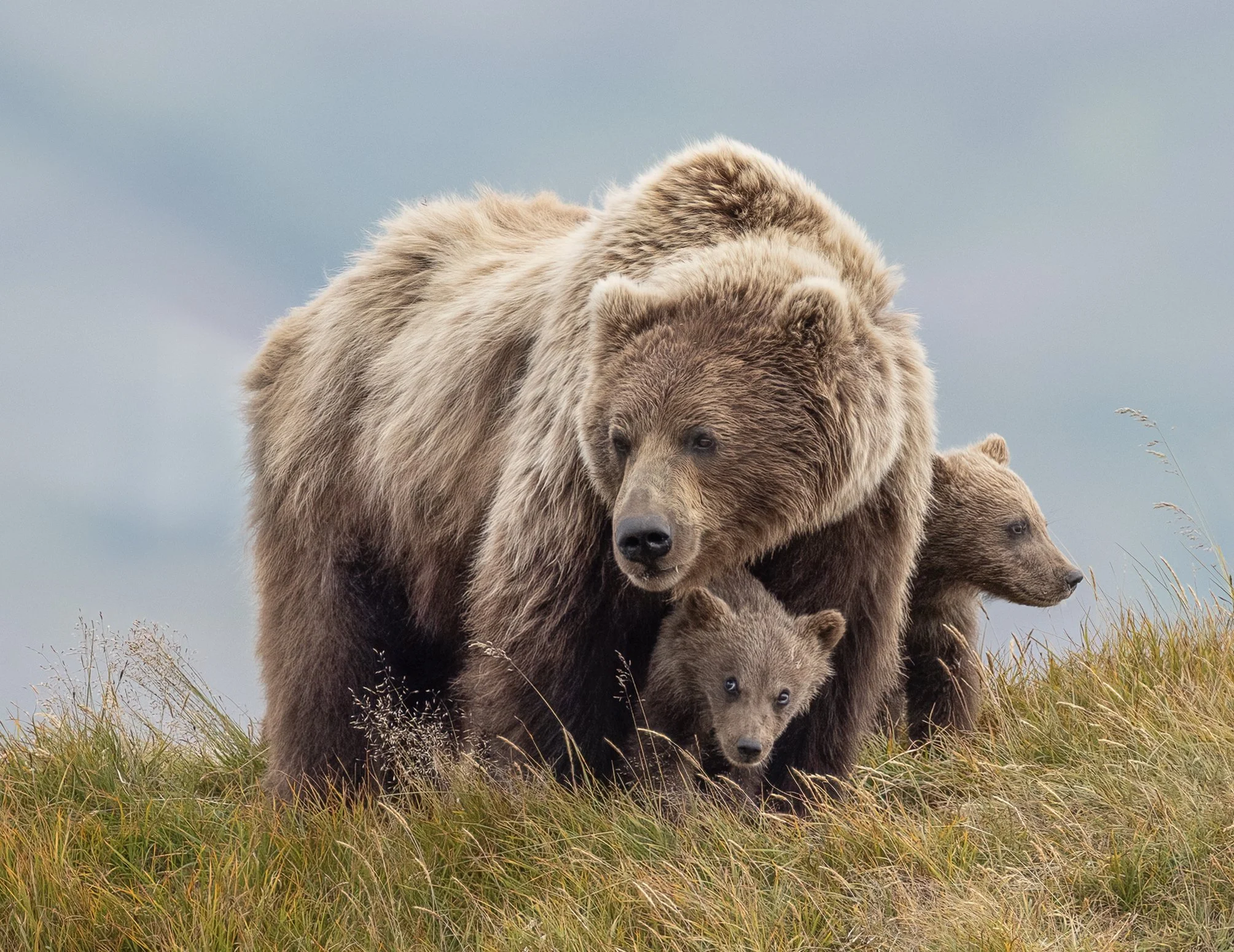 bear family.jpg
