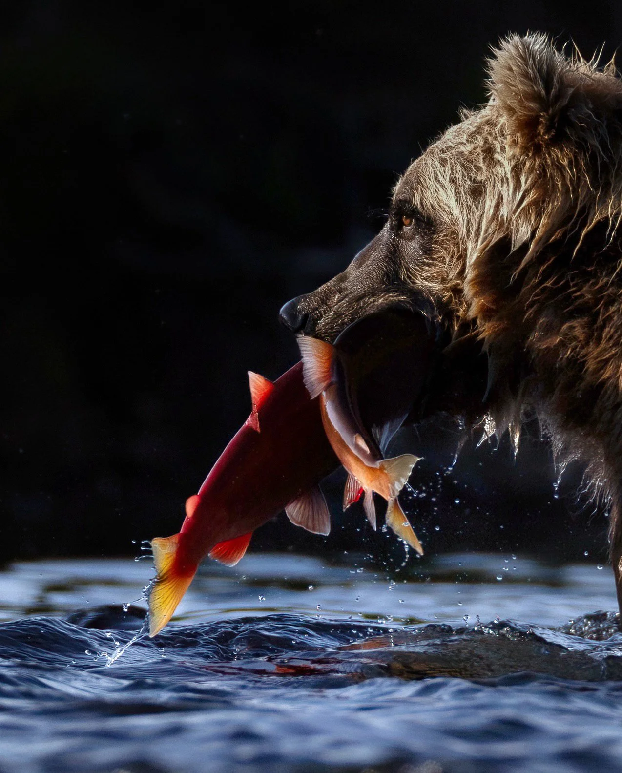 Fisher King copy.jpg