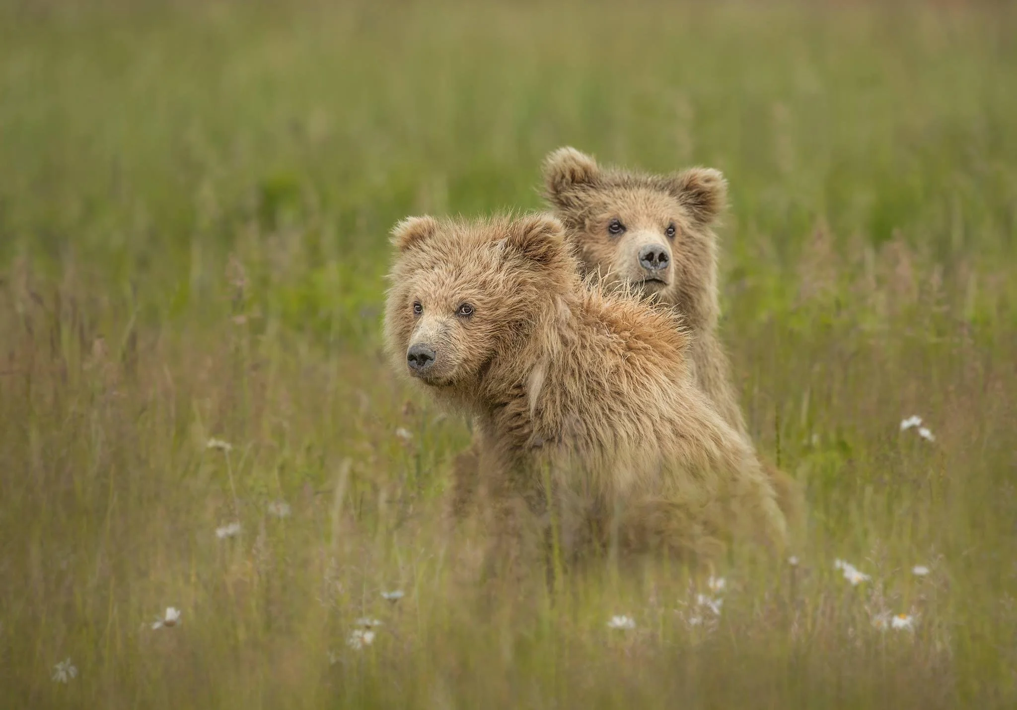 teddy bears.JPG