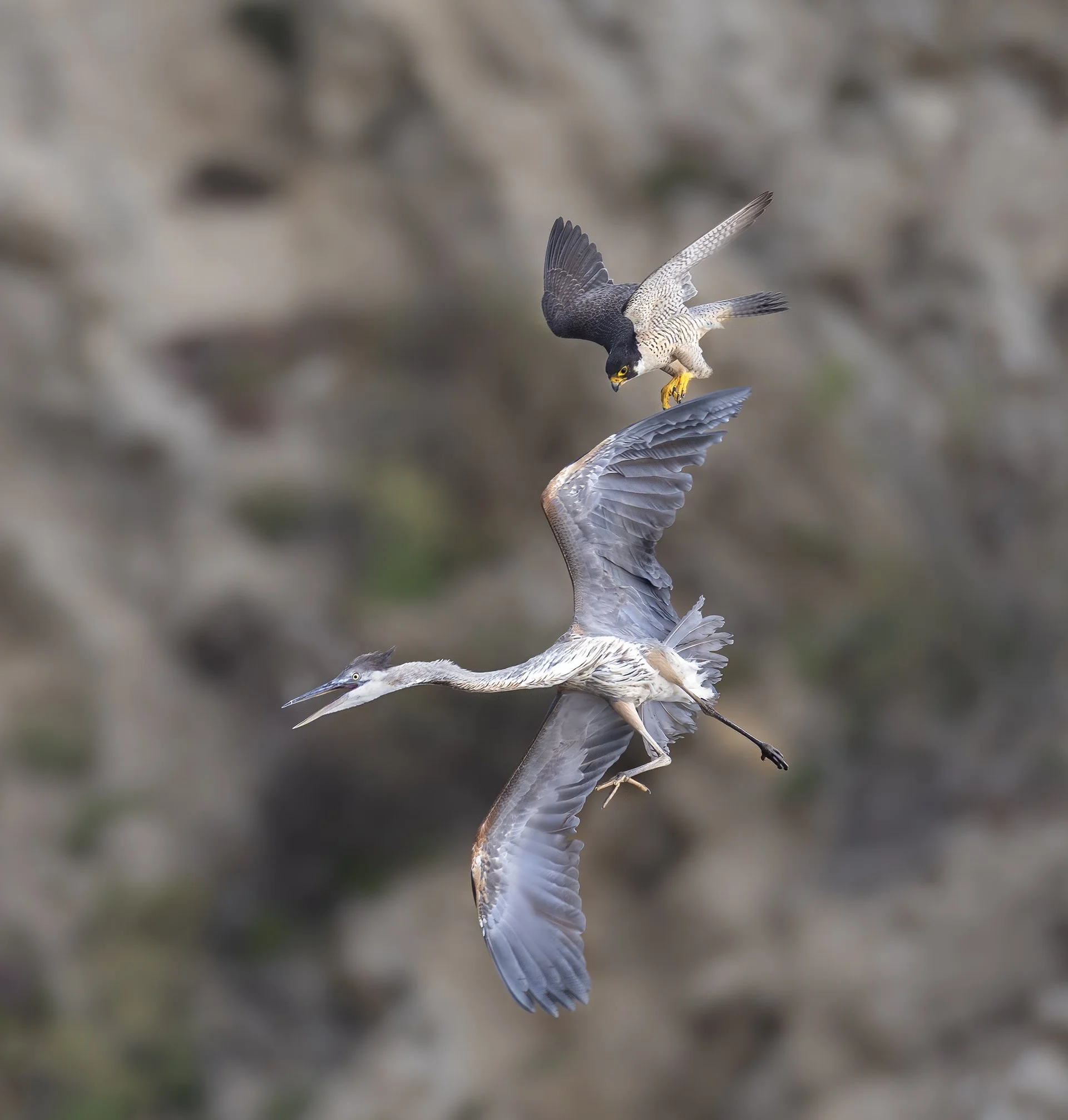 heron and falcon chase.jpg