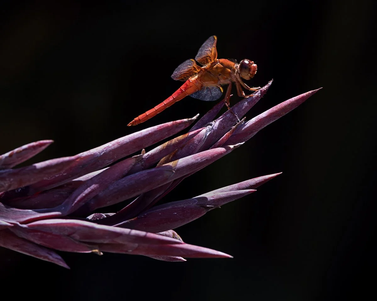 52 dragon.jpg