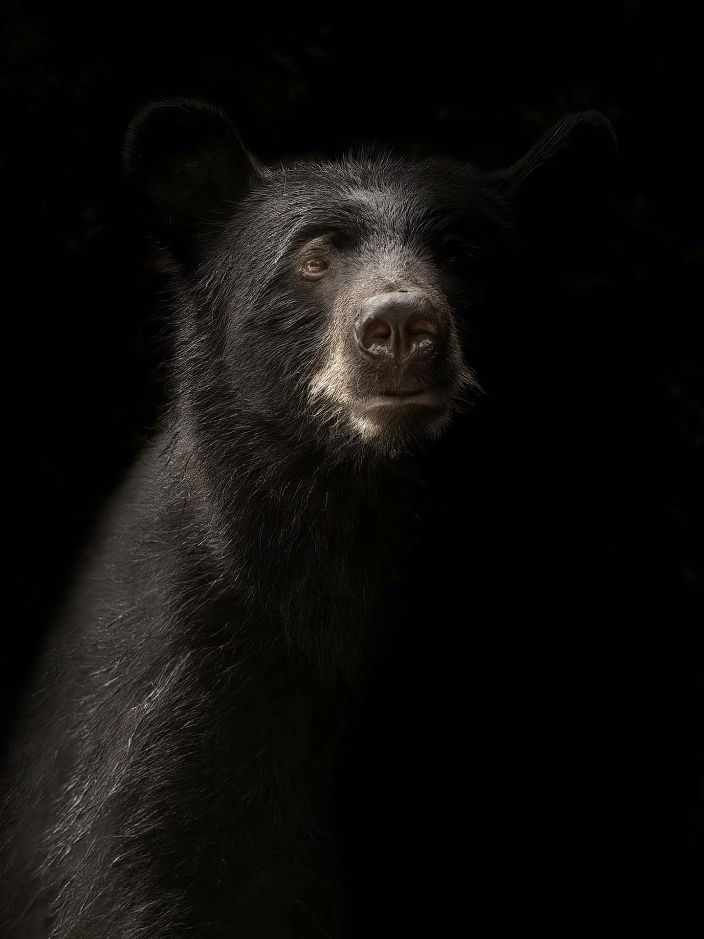 black bear.jpg