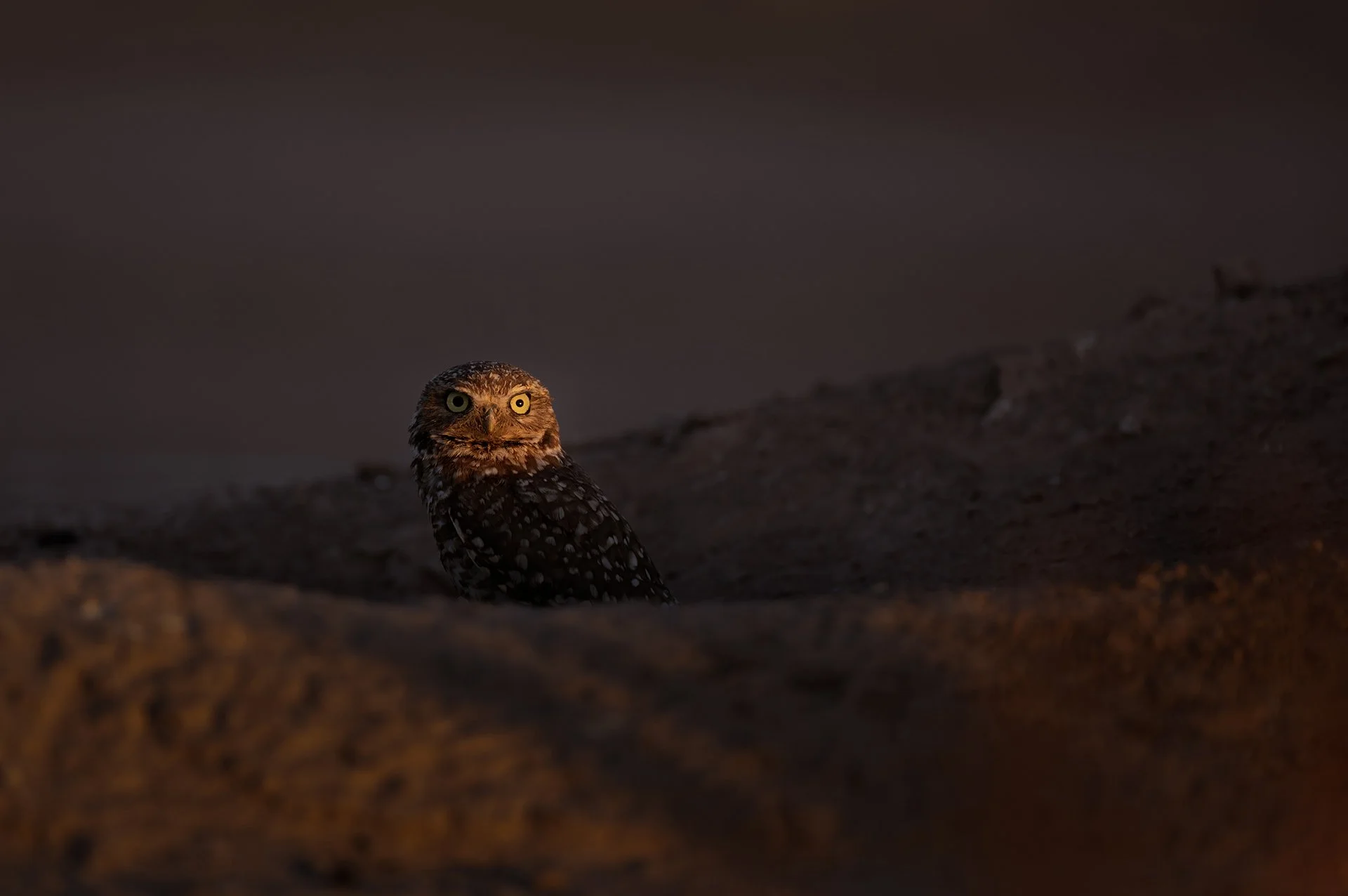 dark owl.jpg
