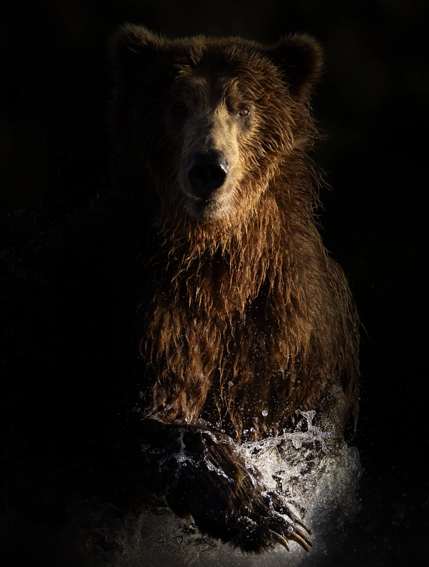 dark bear.jpg