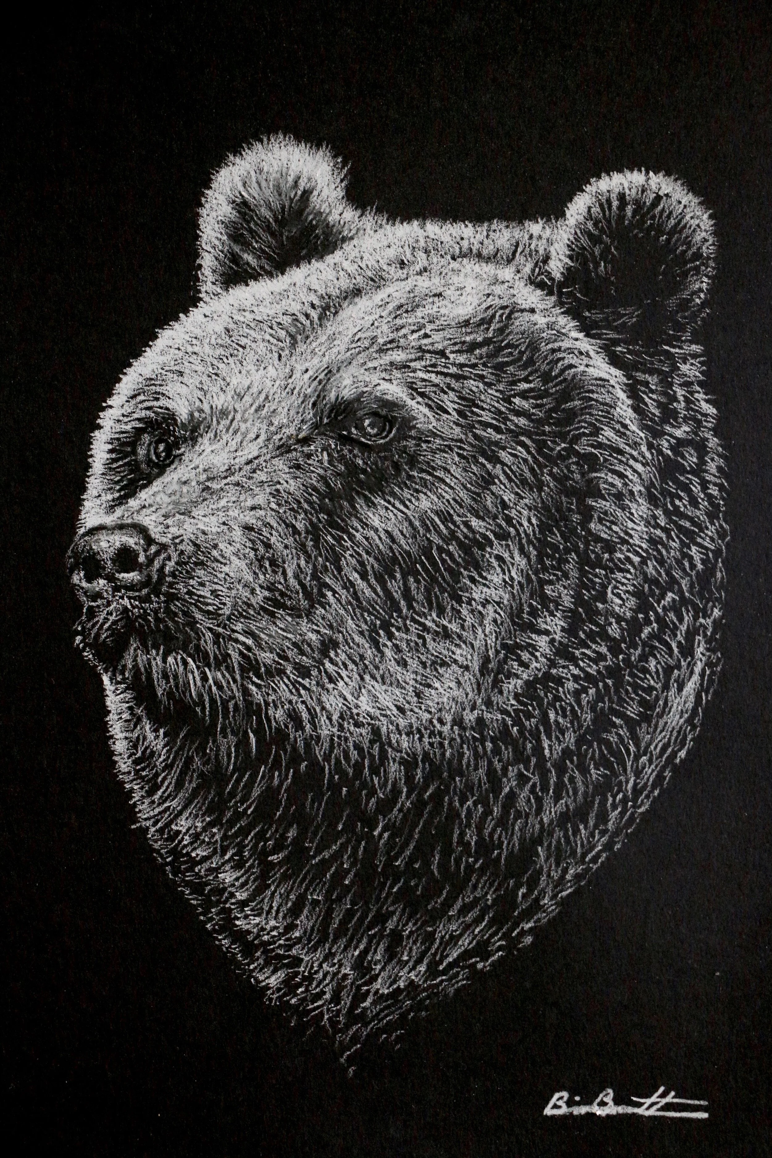 Wild Bear -- SOLD