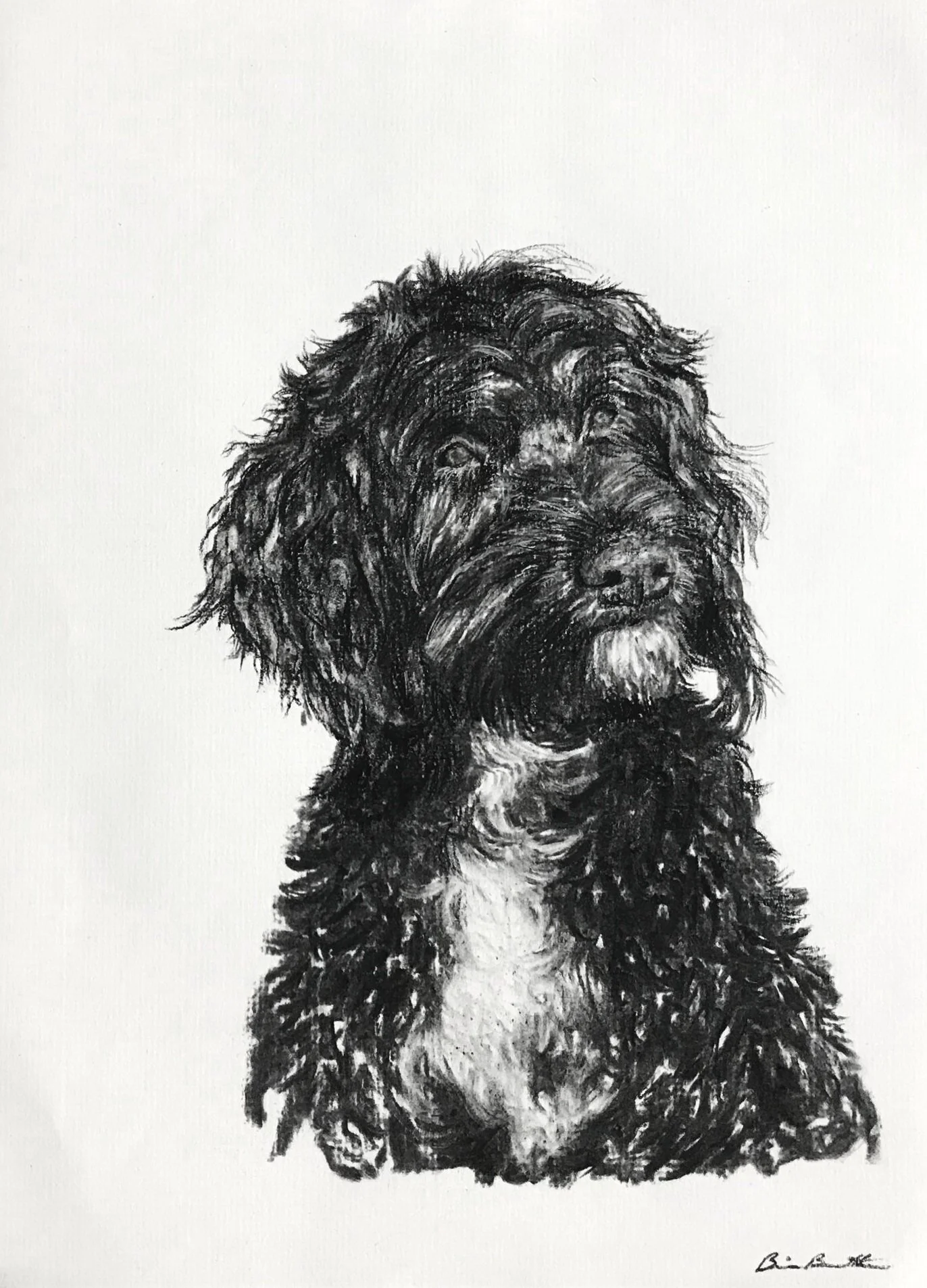 Celty the Portuguese Water Dog