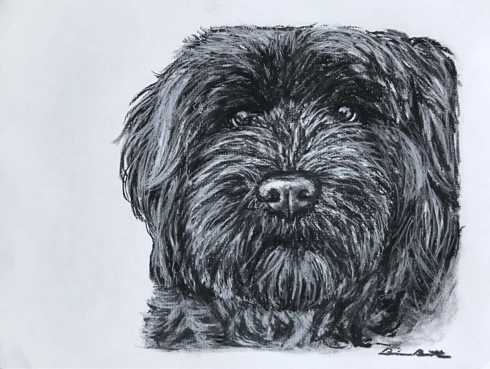 Splash the Portuguese Water Dog