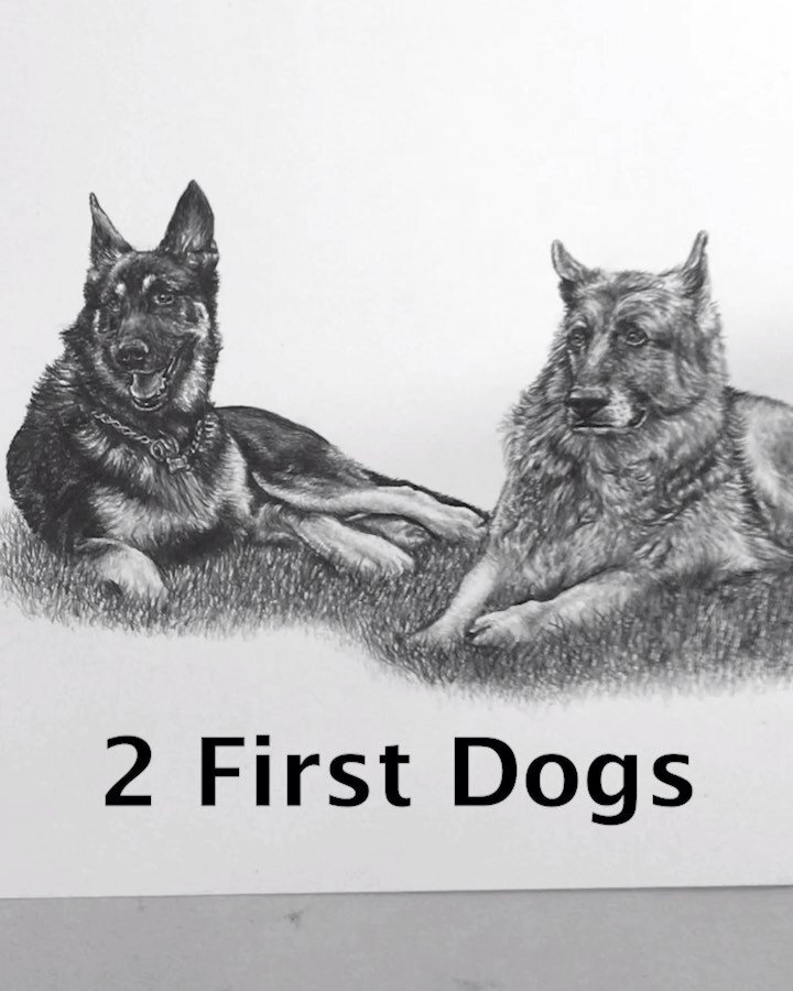 Champ &amp; Major &mdash; the two First Dogs!!

// pencil on Strathmore paper
&bull;
&bull;
&bull;
&bull;
&bull;
&bull;
&bull;
#champ #major #champandmajor #firstdog #whitehouse #art #artistsoninstagram #artwork #artist #artofinstagram #artoftheday #