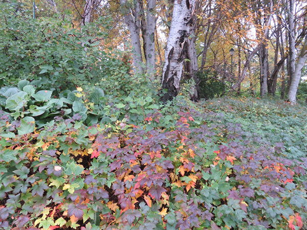 Fall_colors_blog.jpg