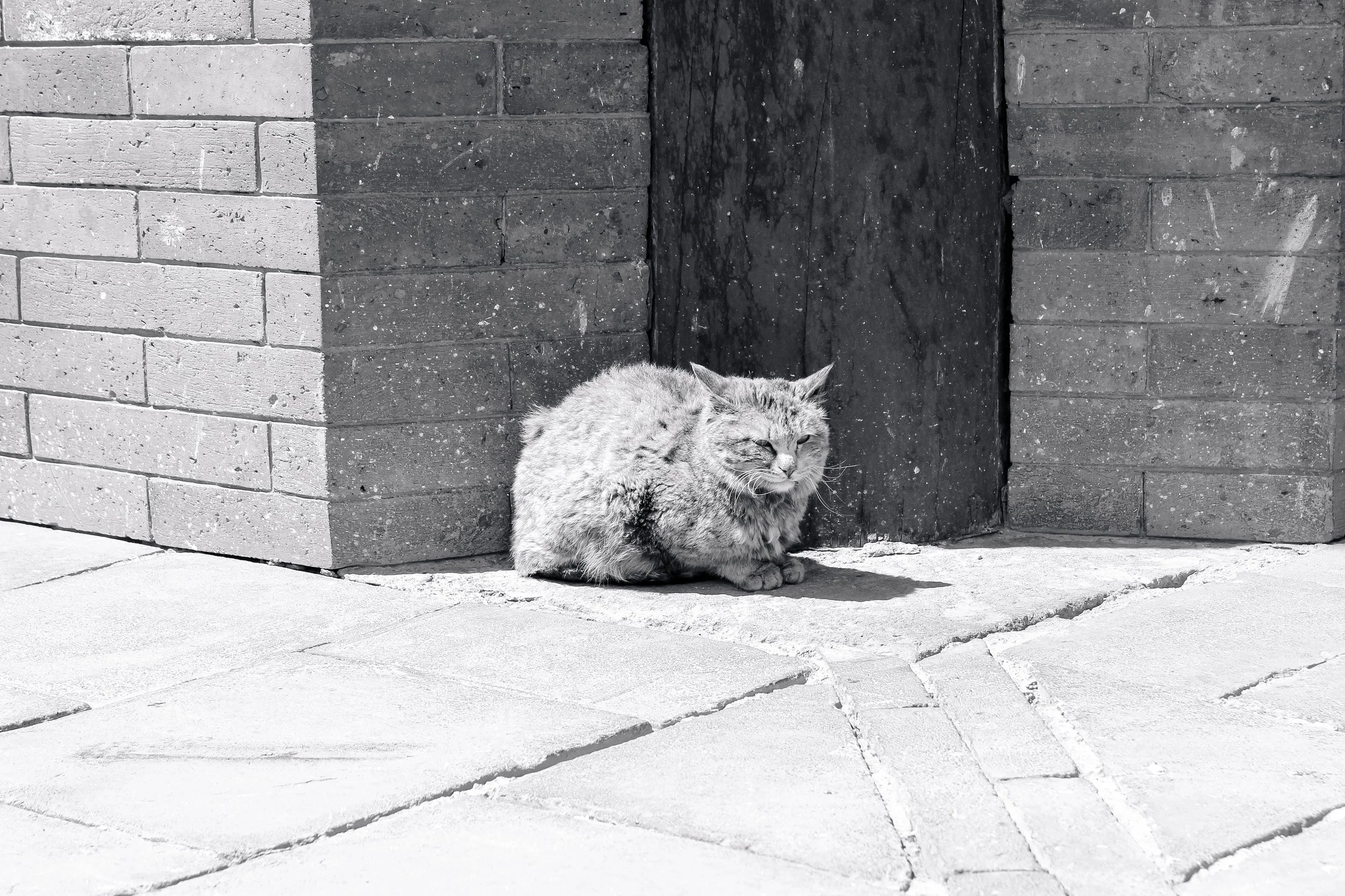 5. Animals_IMG_3306.jpg