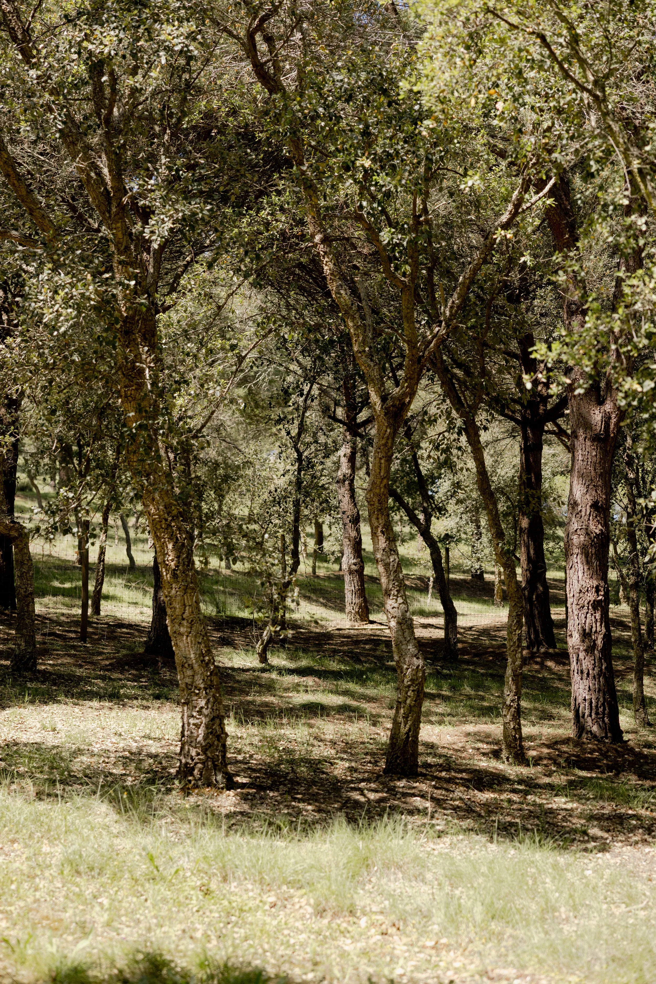 journey_batido (153 de 420).jpg